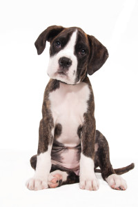 stockvault-cute-boxer-puppy132317